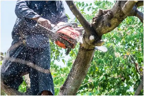 tree services Kellyville